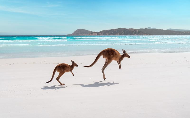 移民條件有多高？各國移民政策詳細解讀